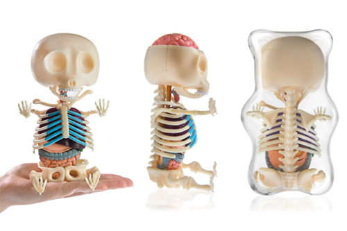 Human Anatomy - Gummi bear anatomy