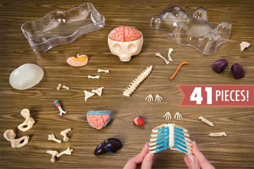 Human Anatomy - Gummi bear anatomy