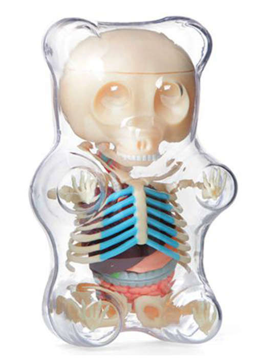 Human Anatomy - Gummi bear anatomy