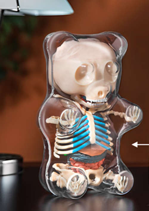 Human Anatomy - Gummi bear anatomy