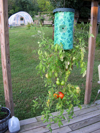 Tomato Grower