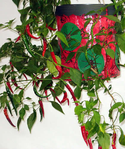 Chilli Grower