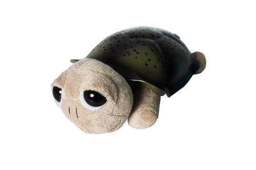 Big Eyes Turtle - Grey