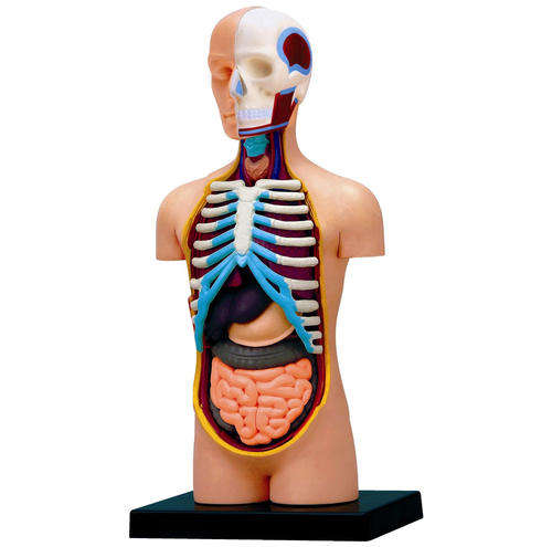 Human Anatomy Model
