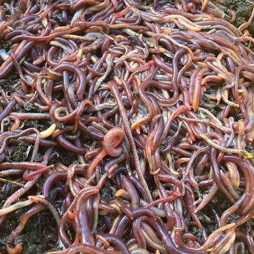 Red Wigglers (Eisenia fetida) Compost Worms - 1KG