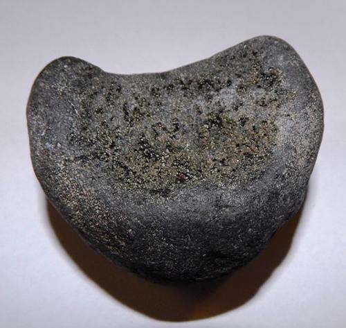 Fossil dolphin Vertebrae - FREE POSTAGE AND PACKAGING