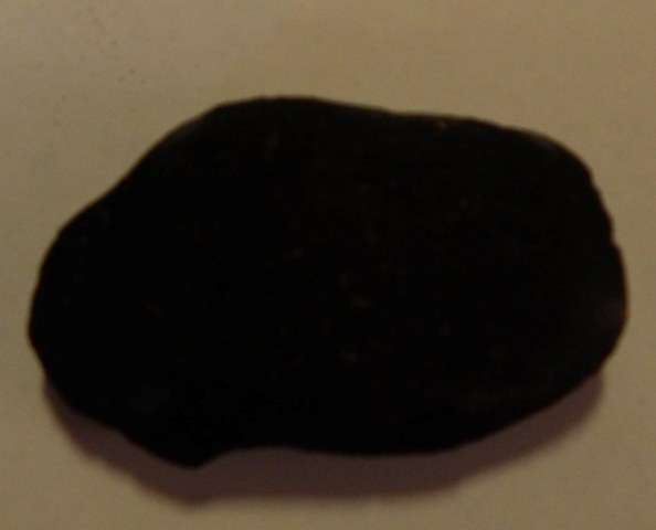 Fossil mussel - FREE POSTAGE AND PACKAGING