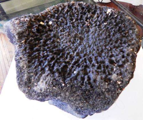 Fossil whale vertebrae - FREE POSTAGE AND PACKAGING