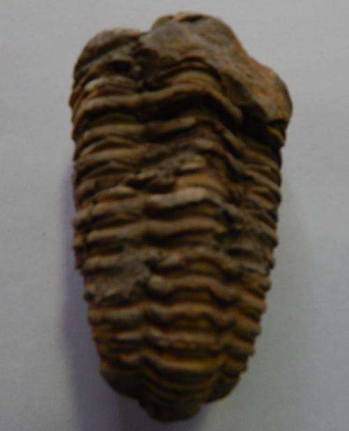 Fossil Trilobite - FREE POSTAGE AND PACKAGING