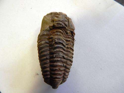 Fossil Trilobite - FREE POSTAGE AND PACKAGING
