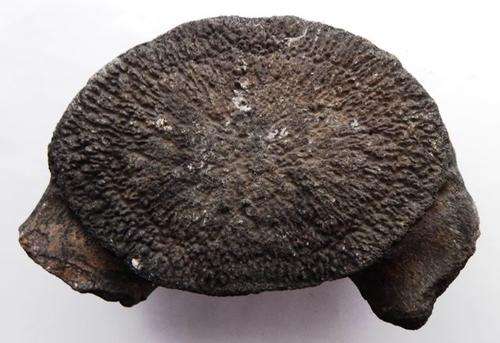 Fossil Whale vertebrae - FREE POSTAGE AND PACKAGING
