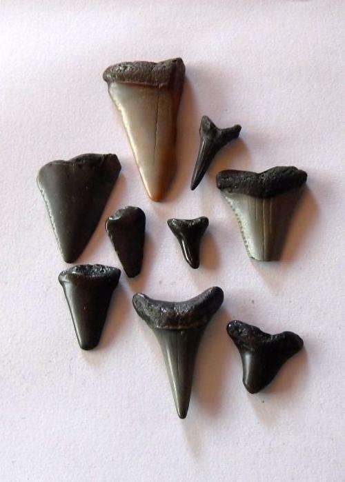 Collection of fossil shark teeth  - FREE POSTAGE AND PACKAGING