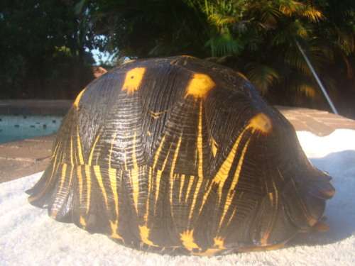 ORIGINAL TURTLE SHELL