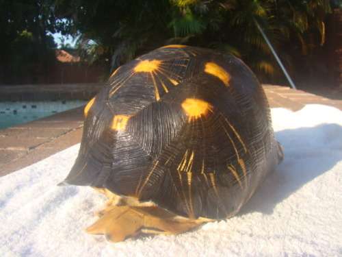 ORIGINAL TURTLE SHELL