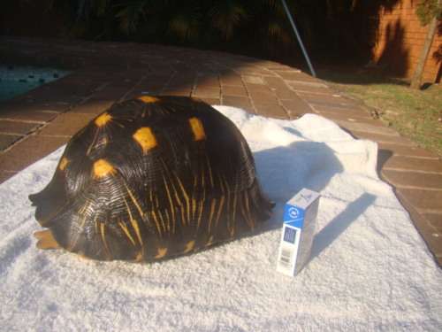 ORIGINAL TURTLE SHELL