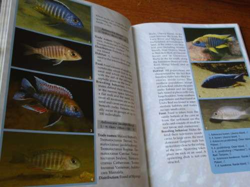 MALAWI CICHLIDS