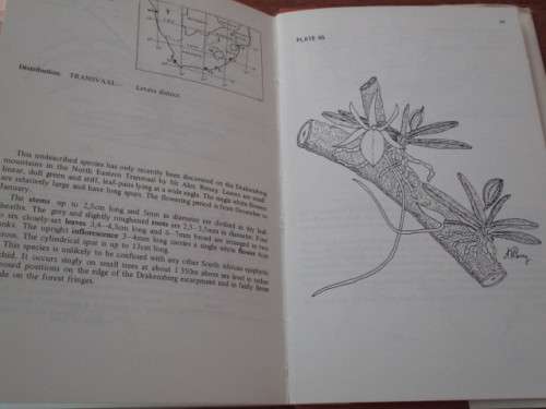 Epiphytic Orchids of Southern Africa