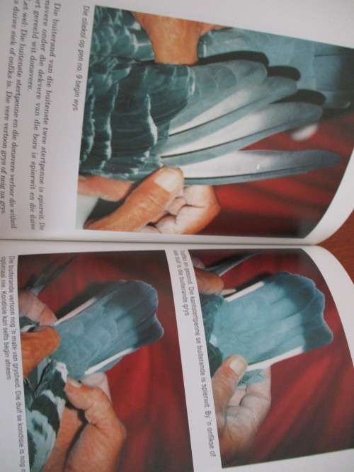 WEDVLUGDUIWE - die praktyk. Ernest Pawson