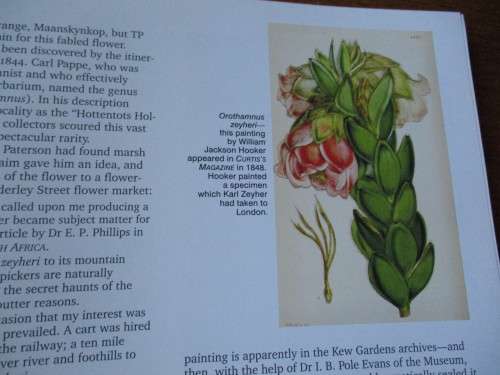 T.P. STOKOE - the man, the myths, the flowers