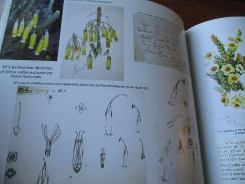 T.P. STOKOE - the man, the myths, the flowers