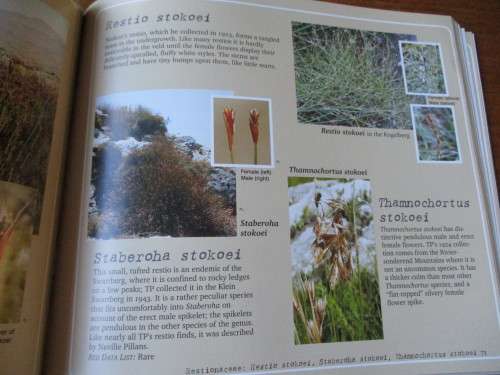 T.P. STOKOE - the man, the myths, the flowers