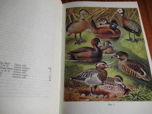 Gamebirds of Southern Africa