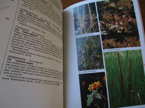 Veldblomgids tot die veldblomme van die Witwatersrand- & Pretoria-gebied  Braam van Wyk Sasa Malan