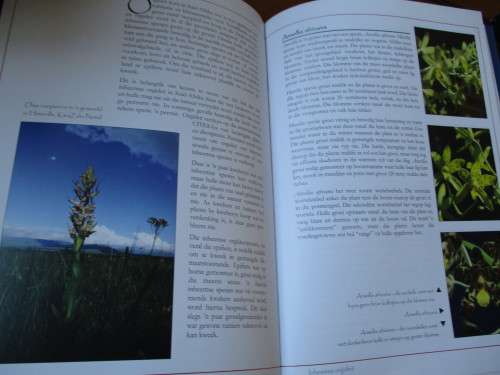 Orgidee in Suid-Afrika - 'n Gids vir tuiniers Hendrik Venter