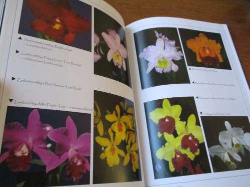 Orgidee in Suid-Afrika - 'n Gids vir tuiniers Hendrik Venter