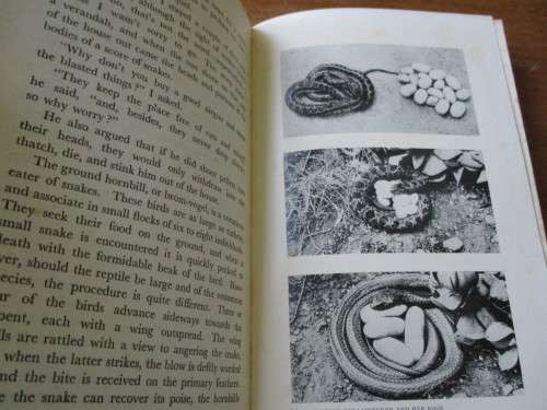 SNAKES by F.W. Fitzsimons Director of the Port Elizabeth Museum and Snake Park