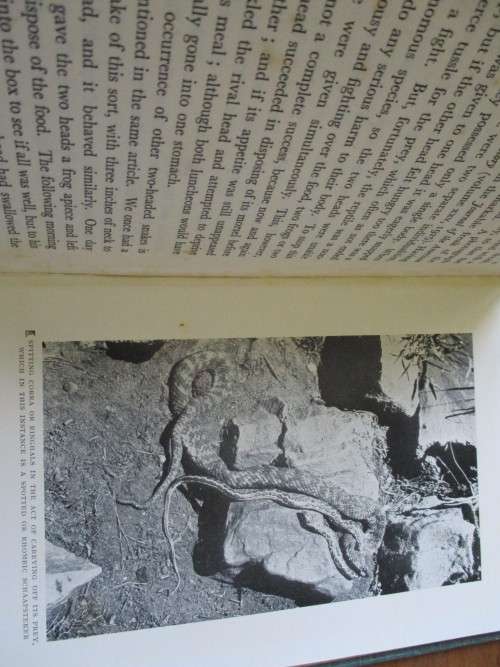 SNAKES by F.W. Fitzsimons Director of the Port Elizabeth Museum and Snake Park