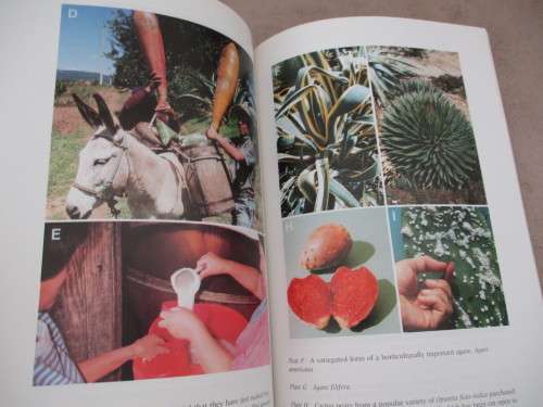 Remarkable AGAVES and CACTI. By Park S Nobel