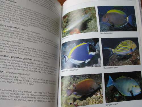 REEF FISHES & CORALS - EAST COAST OF SOUTHERN AFRICA