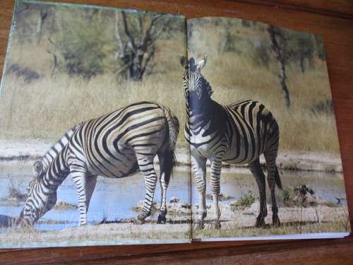 Agter die skerms in die Kruger-wildtuin  Piet Meiring