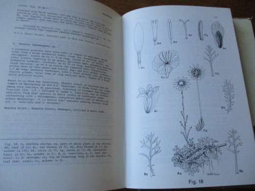 COMPOSITAE IN NATAL  O.M. HILLIARD