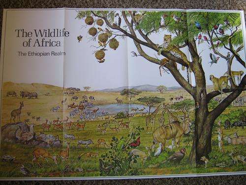 THE WILDLIFE OF AFRICA - THE ETHIOPIAN REALM - LARGE POSTER