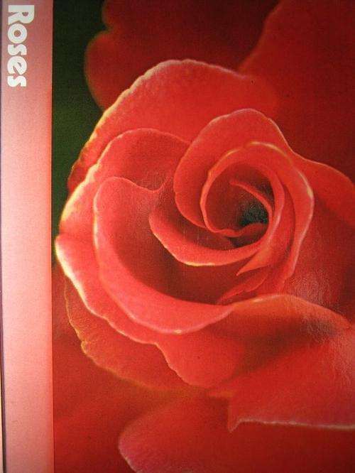 ROSES. By James Underwood Crockett