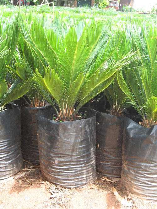 Cycads (Broodbome) 20L - COD SPECIAL