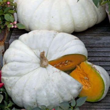 Pumpkin Flat White Boer - 6 Seeds