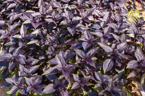 Basil Dark Opal - 25 Seeds