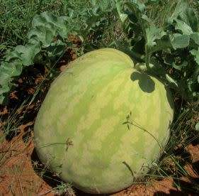 Makataan (Wild Watermelon) - 20 Seeds