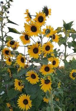 Sunflower `Lemon Queen` - 50 Seeds