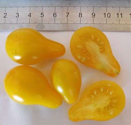 Tomato Yellow Pear - 50 Seeds