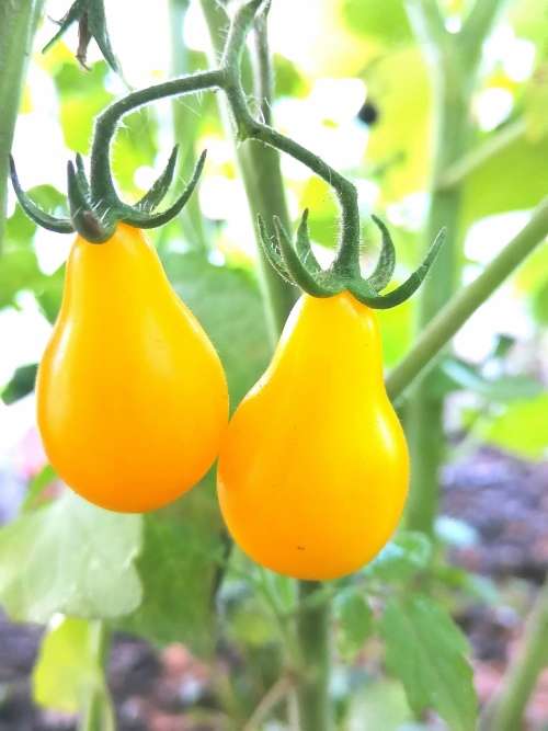 Tomato Yellow Pear - 50 Seeds