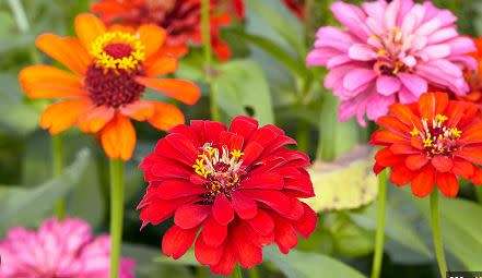 Zinnia Tall Mix - 50 Seeds