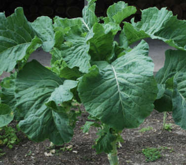 Kale - Edible Chou Moullier - 200 Seeds