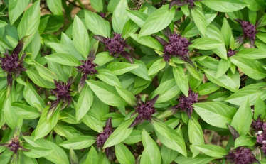 Basil - Thai Siam Queen - 10 Seeds