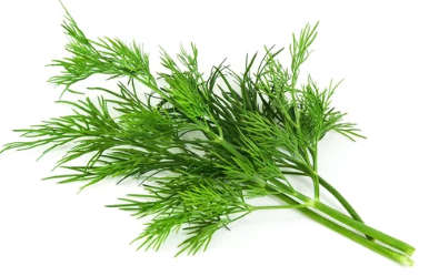 Dill Common - 75 Seeds