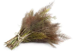 Fennel Smokey Bronze - 15 Seeds