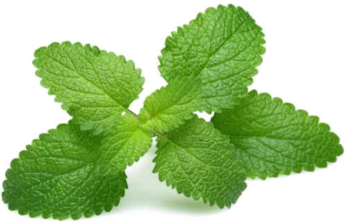 Lemon Balm - 25 Seeds